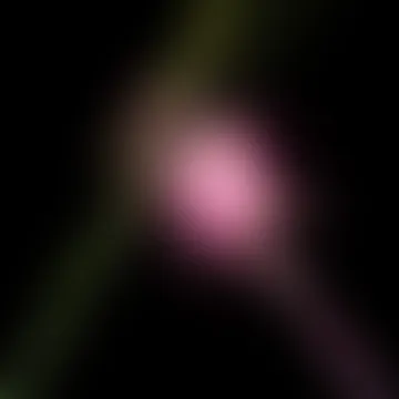 WICKED FOR GOOD: The Soundtrack RSD Black Friday 2025 Vinyl