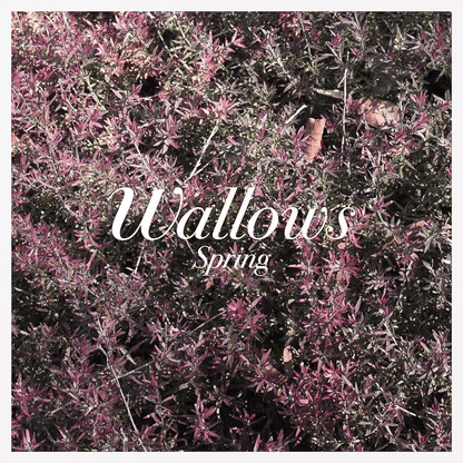 WALLOWS - Spring Vinyl - JWrayRecords